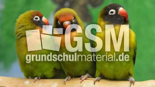 Unzertrennliche (9).jpg